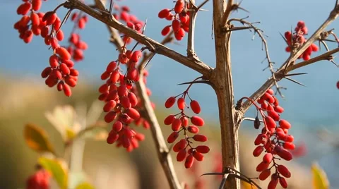 The berries of barberry Stock Footage 54689615