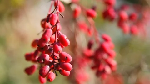 The berries of barberry Stock Footage 54689670