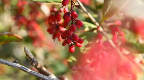 The berries of barberry Stock Footage 54689710