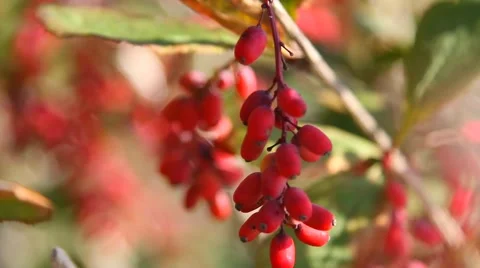 The berries of barberry Stock Footage 54689730