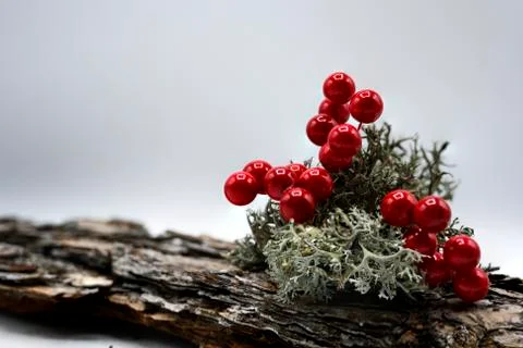 Berries with bark Stock Photos