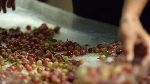Berries being hand sorted into punnets. Stock Footage 63016355