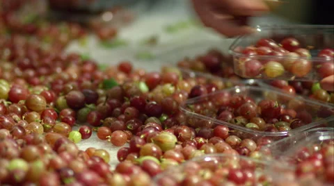 Berries being hand sorted into punnets. Stock Footage 63032472