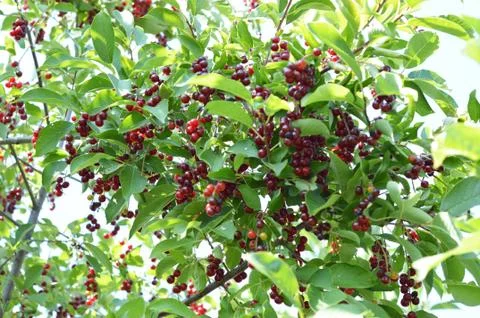 Berries of bird cherry Stock Photos