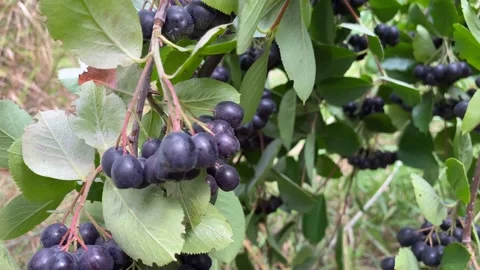 Berries of black rowan close-up. Wild healthy fruits of the berry tree. Stock Footage 239812088