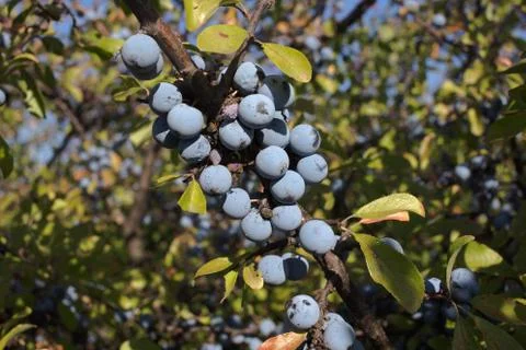 Berries of a blackthorn. Stock Photos