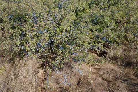 Berries of a blackthorn. Stock Photos