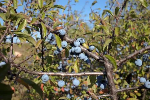 Berries of a blackthorn. Stock Photos