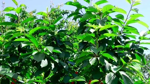 Berries on a Branch Stock Footage 155528165