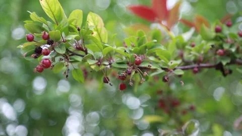 Berries on a branch Stock Footage 239297768