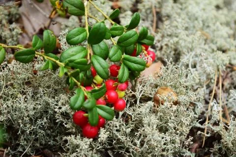 Berries on a branch. Stock Photos