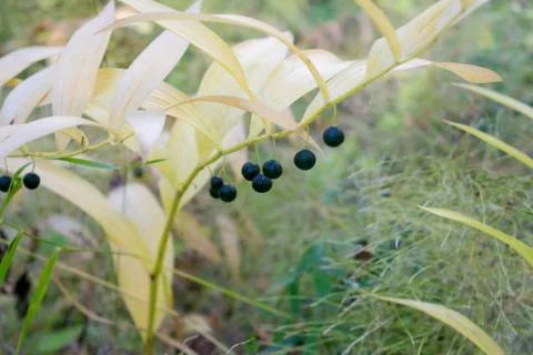 Berries on a branch Stock Photos