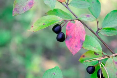 Berries on a branch Stock Photos