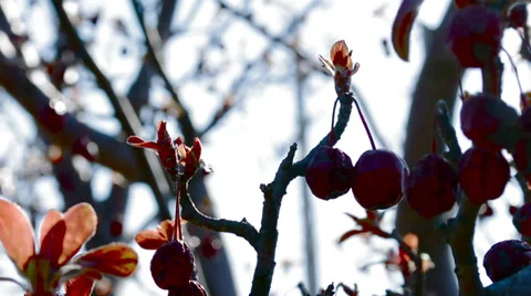 Berries on Branch Swaying in WInd Stock Footage 37351304