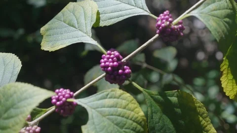 Berries on a Branch Swaying in the Wind in a Forest Close Up Stock Footage 113885327