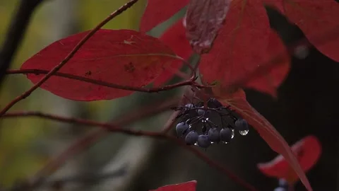 Berries on the branch on the tree Stock Footage 170855622