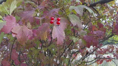 The berries on the Bush Stock Footage 67860850
