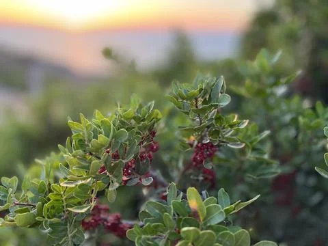 Berries on a bush Foto stock