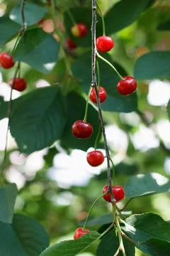 Berries cherries on a branch Stock Photos