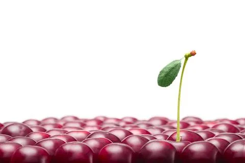 Berries cherries on a white background isolate close-up Stock Photos