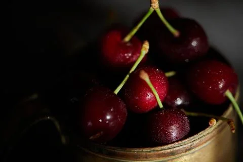 Berries of a cherry on branches in a bucket, rustic. Female hands hold branches. Stock Photos