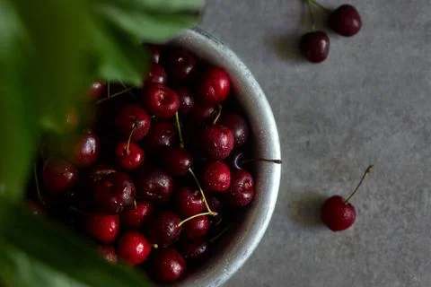 Berries of a cherry on branches in a bucket, rustic. Female hands hold branches. Stock Photos