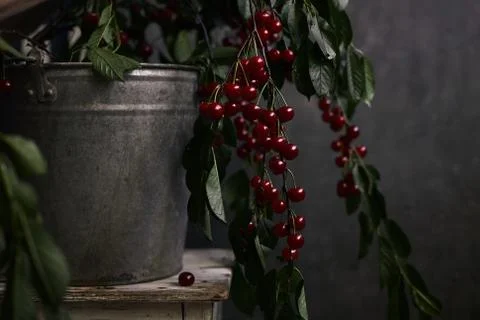 Berries of a cherry on branches in a bucket, rustic. Female hands hold branches. Stock Photos