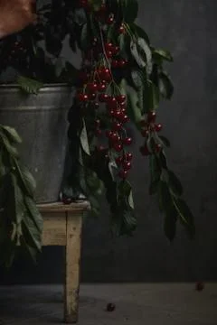 Berries of a cherry on branches in a bucket, rustic. Female hands hold branches. Stock Photos