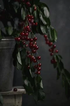 Berries of a cherry on branches in a bucket, rustic. Female hands hold branches. Stock Photos