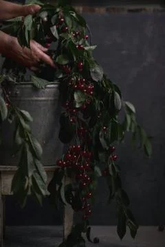 Berries of a cherry on branches in a bucket, rustic. Female hands hold branches. Stock Photos