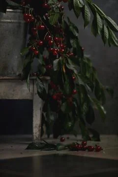 Berries of a cherry on branches in a bucket, rustic. Female hands hold branches. Stock Photos