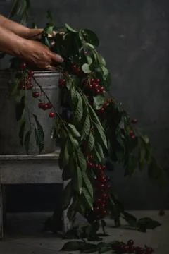 Berries of a cherry on branches in a bucket, rustic. Female hands hold branches. Stock Photos