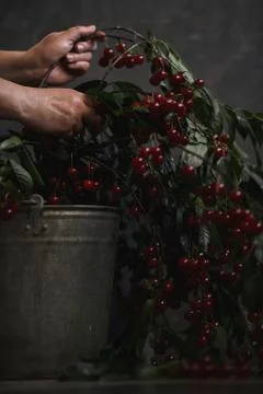 Berries of a cherry on branches in a bucket, rustic. Female hands hold branches. Stock Photos
