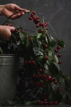 Berries of a cherry on branches in a bucket, rustic. Female hands hold branches. Stock Photos