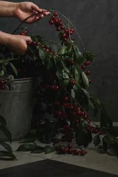 Berries of a cherry on branches in a bucket, rustic. Female hands hold branches. Stock Photos