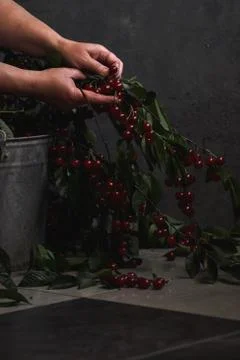 Berries of a cherry on branches in a bucket, rustic. Female hands hold branches. Stock Photos