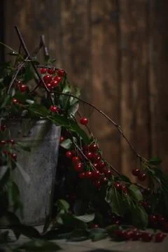 Berries of a cherry on branches in a bucket, rustic. Female hands hold branches. Stock Photos