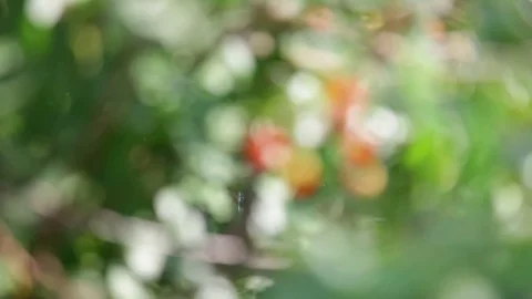 Berries of a cherry. Stock Footage 115327677