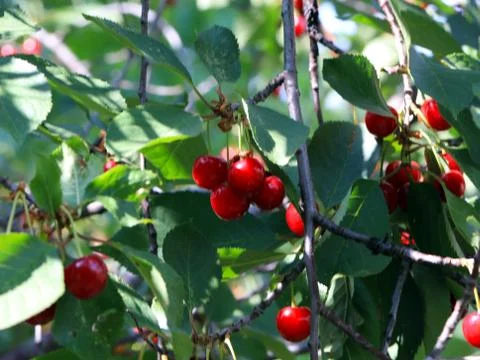 Berries cherry Stock Photos