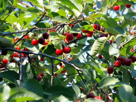 Berries cherry Stock Photos