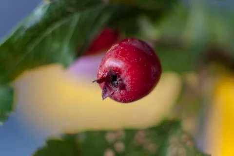 Berries in close-up macro. Wallpaper, background, desktop, cover. Foto stock