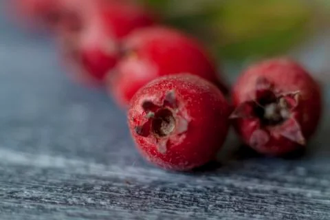 Berries in close-up macro. Wallpaper, background, desktop, cover. Stock Photos