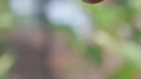 Berries Close-Up Pan Stock Footage 41796169