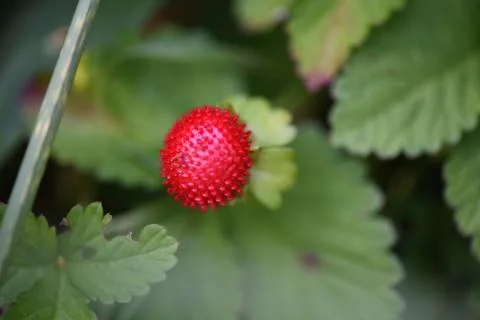 Berries close-up Stock Photos
