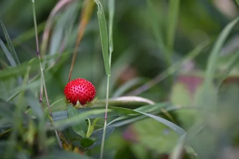 Berries close-up Stock Photos