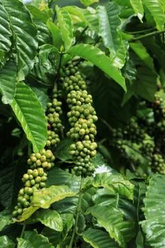 Berries coffee close-up Foto stock