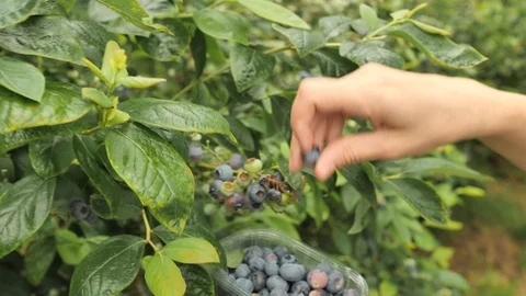 Berries collecting 4k Stock Footage 92500953