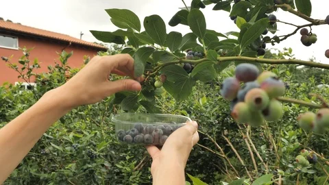Berries collecting 4k Stock Footage 92501085