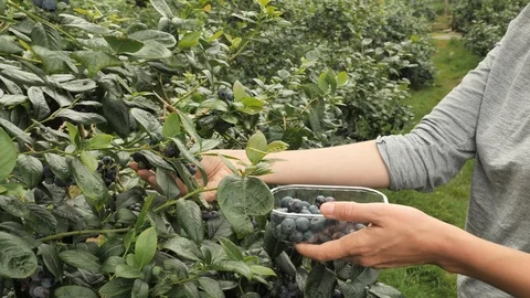 Berries collecting 4k Stock Footage 92501176