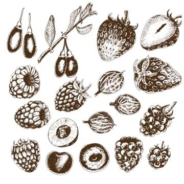 Berries collection Stock Illustration
